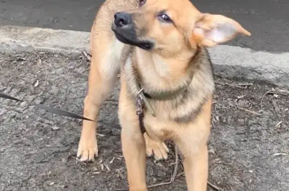Собаки потеряшки, Нижний Новгород, фото: Потеряшка собака Феня в Городецком районе, Нижегородская обл.