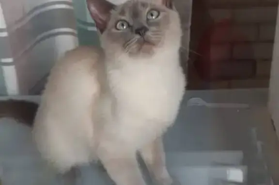 Кошки потеряшки, Белгород, фото: Потеряшка кошка в Белгороде на ул. Вокзальной