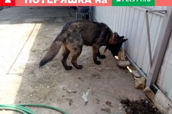 Найдена собака Восточноевропейская овчарка в Краснодарском крае
