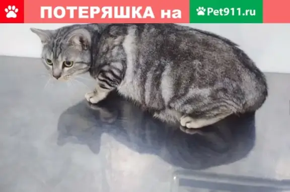 Потерянные животные Новороссийск, фото: Пропал серый кот в Новороссийске на пр. Ленина