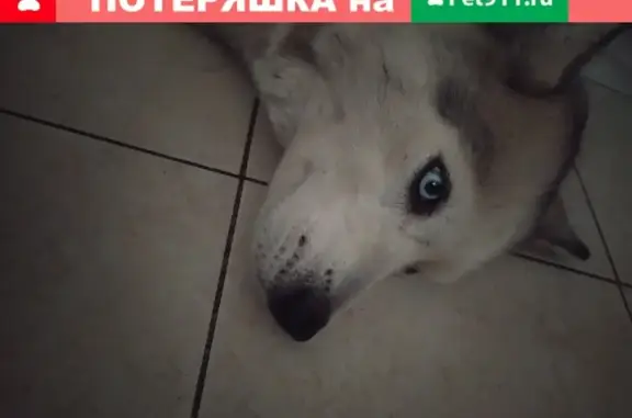 Найдена бело-серая собака на ул. В.М. Комарова 31, Краснодар.