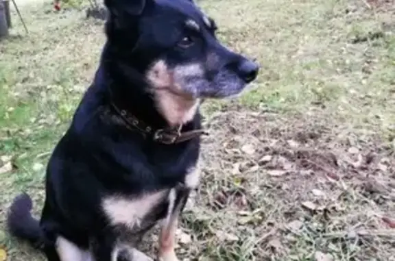 Пропала собака в Михнево, Ступинский район МО.
