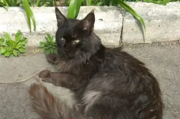 Найдена кошка мейн-кун на ул. Горького, 66