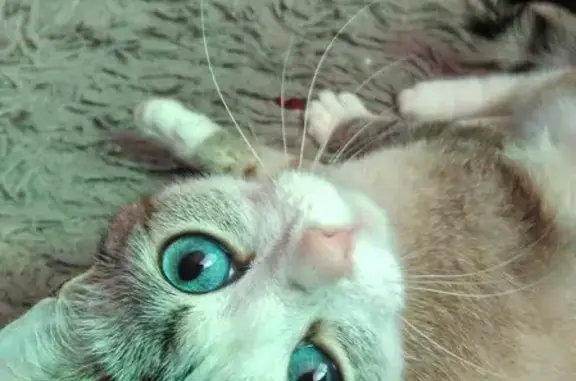 Потерянные животные Металлплощадка, фото: Пропала кошка на ул. Зеленая, Металлплощадка, голубые глаза.