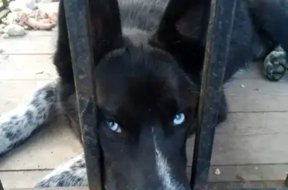 Найден щенок хаски в Домодедово
