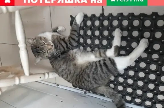 Пропала кошка Кот Зюзя на Коптевской, вознаграждение