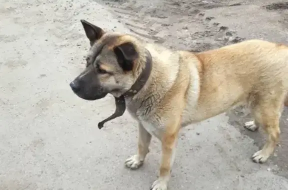Найдена собака в Колпино, Санкт-Петербурге