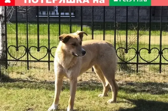 Найдена собака в посёлке Аврора, Раменский район