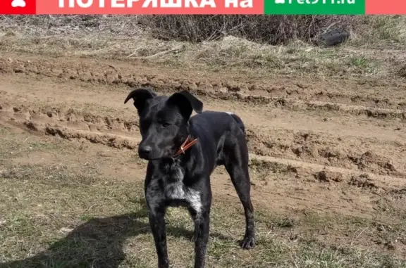 Пропала собака Джек в Бурашево, Тверская область