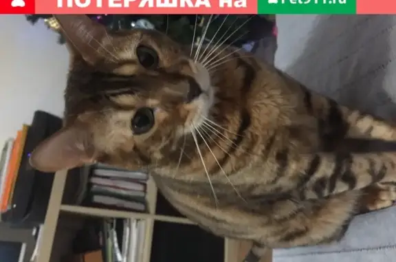 Пропал кот Бенгал в Всеволожске, Армянский переулок 23