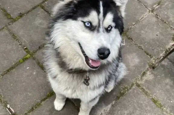 Собака Хаски найдена в Раменском городском округе