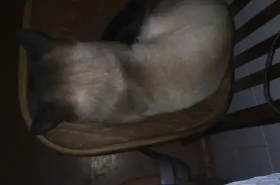 Пропала кошка сиамской породы в Ногинске