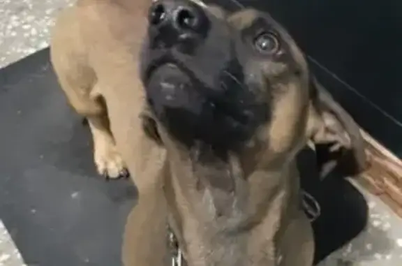 Собака Кабель найдена в Волгограде на улице Кузнецова