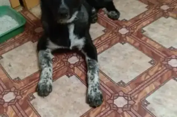 Пропала собака на Донбасской (Взлетная)