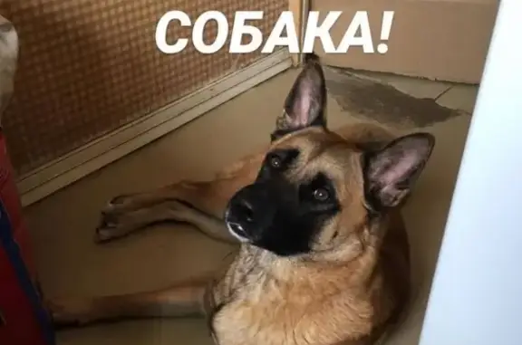 Пропала собака в Москве, вознаграждение 10000руб. 8-926-908-70-75