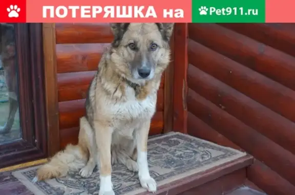 Найдена собака в деревне Бубяково, Сергиев-Посадская обл.