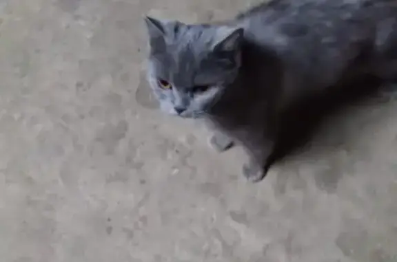 Найдена кошка в Московском районе, Тверь