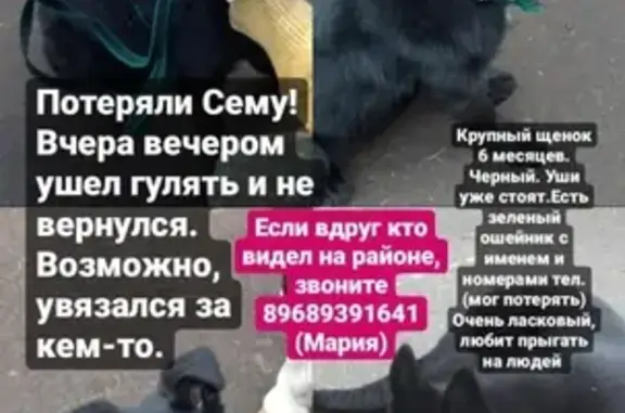 Пропала собака Сема на Угличской улице, Москва