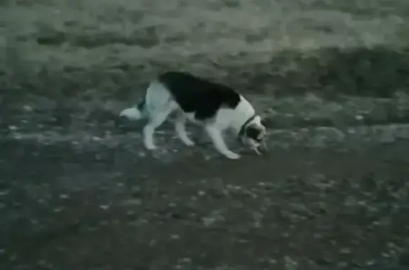 Найдена собака в поселке Любашино