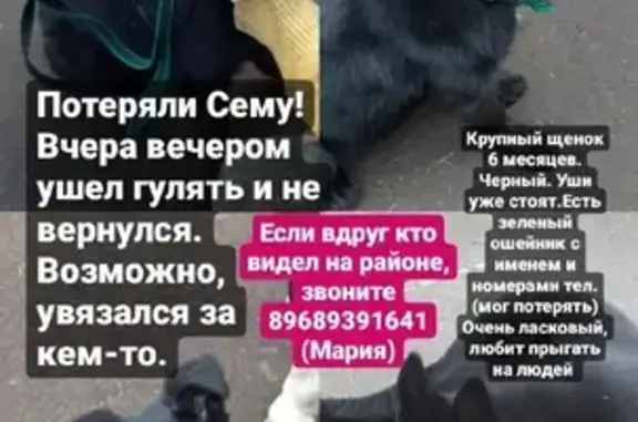 Пропала собака на Угличской, Москва: черный щенок с белым пятнышком.