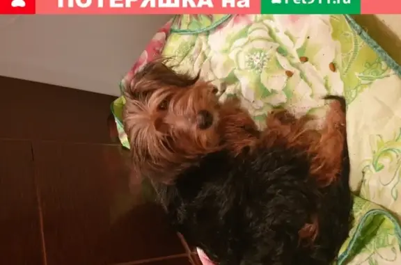 Найдена собака на улице Пономарёва в Челябинске