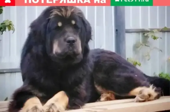Пропала собака в Калиновке, Екатеринбург, Тибетский мастиф, кличка Тина.