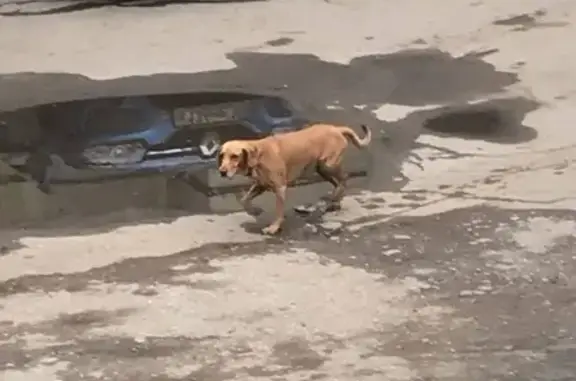 Найдена собака на ул. Алексея Толстого 75 в Самаре