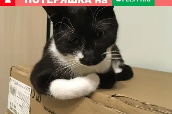 Кошки потеряшки, Санкт-Петербург, фото: Потеряшка кот на Варшавской улице, д. 45к4