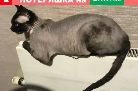Пропала кошка породы КОРНИШ-РЕКС в СНТ Мачихино, Новая Москва