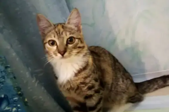 Потерянные животные Новосибирск, фото: Пропала маленькая кошка Мэйкун в Новосибирске.