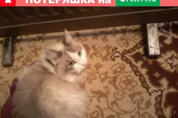 Кошки потеряшки, Тюмень, фото: Потеряшка кошка в районе Мыс, Тюмень