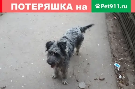 Собака в ошейнике на ул. Седова, 43 (28 символов)