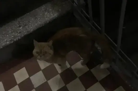 Найден рыжий кот на Хорошёвском шоссе, Москва