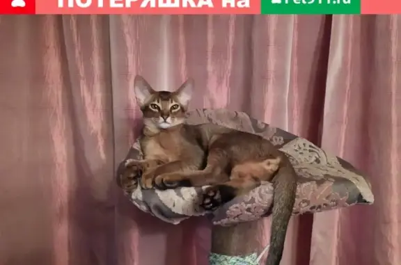 Пропала абиссинская кошка на Кавалерийской, 50