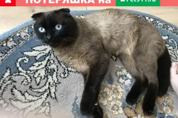 Найдена ласковая кошка в районе ЖК Плеханово, Тюмень