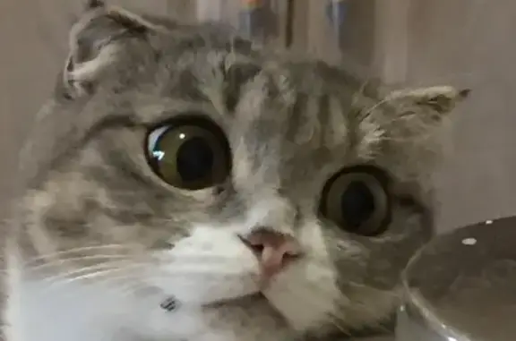 Потерянные животные Смоленск, фото: Пропала британская кошка на ул. Котовского 13