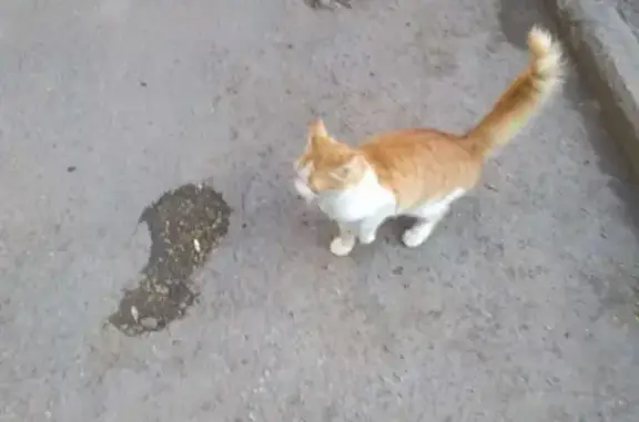 Найдена кошка на Мариупольском шоссе 9
