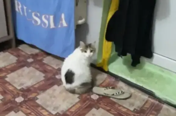Пропала кошка Гайка на пр. Дзержинского, Новороссийск