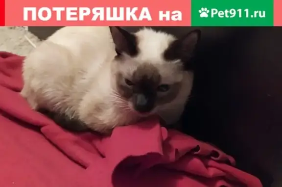 Молодая кошка найдена в Москве