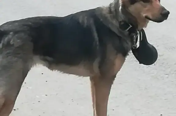 Найдена собака в Балашихе, ищем хозяина!