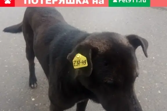 Собака с желтой биркой на улице Карбышева, 15