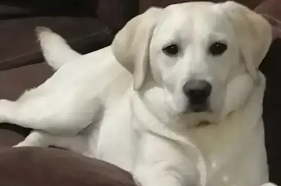 Собаки потеряшки, Калининград, фото: Потеряшка собака в Калининграде: лабрадор, девочка, 7 мес.