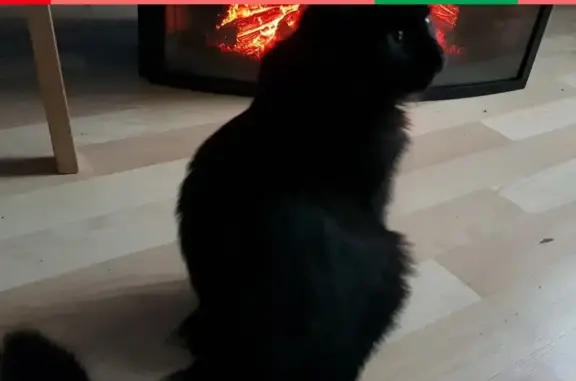 Потерянные животные Москва, фото: Пропала кошка Габи на Варшавском шоссе 47 корп.1.