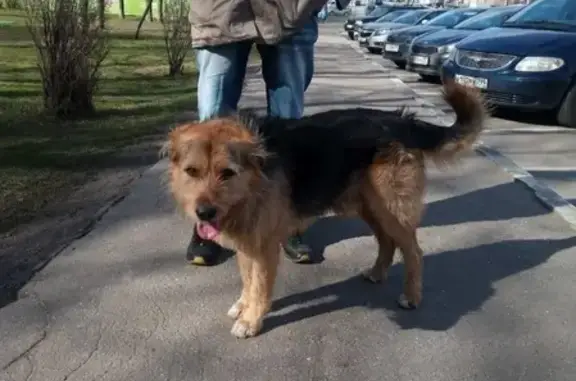 Найдена собака на Чертановской улице, дома 64-62