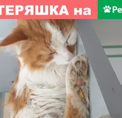 Найден крупный кот с переломом в Красном Селе, ищем хозяев