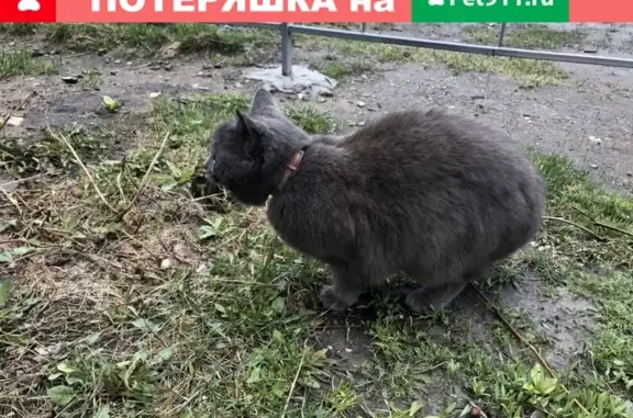 Найдена кошка на Ленина, Димитровград