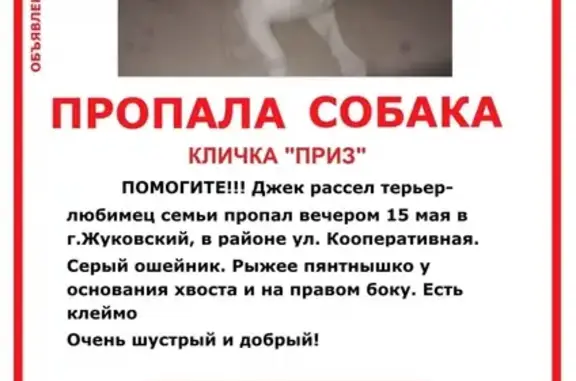 Пропала собака в Жуковском, ул. Кооперативная, СНТ 