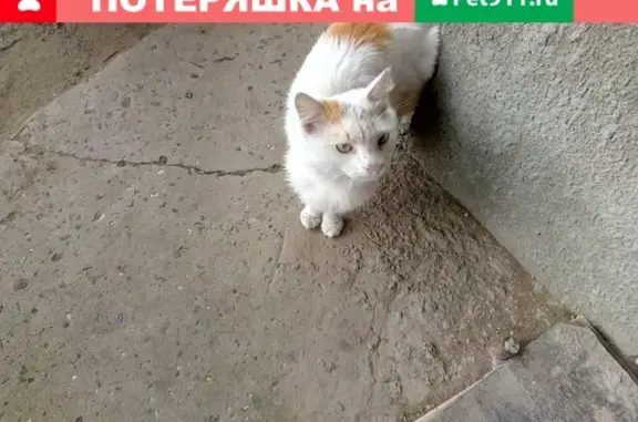 Найдена домашняя кошка в Волжском