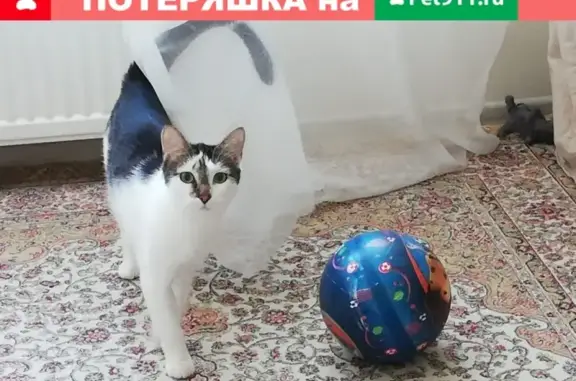 Кошки потеряшки, Санкт-Петербург, фото: Потеряшка кот Марсик в Пушкине, д. 45 Красносельское ш.