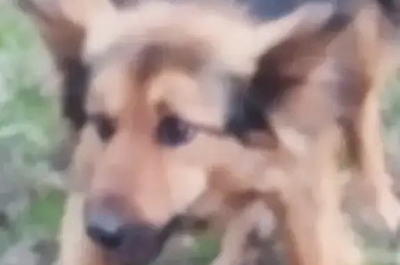 Найдена собака Перловка в Мытищинском районе Московской области